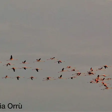 לינה וארוחת בוקר Rosanna קאפוטרה