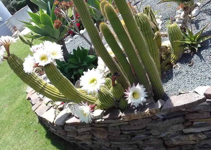 Rosanna Couette-café *