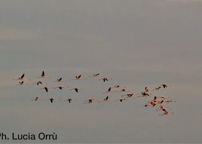 Couette-café Rosanna Capoterra